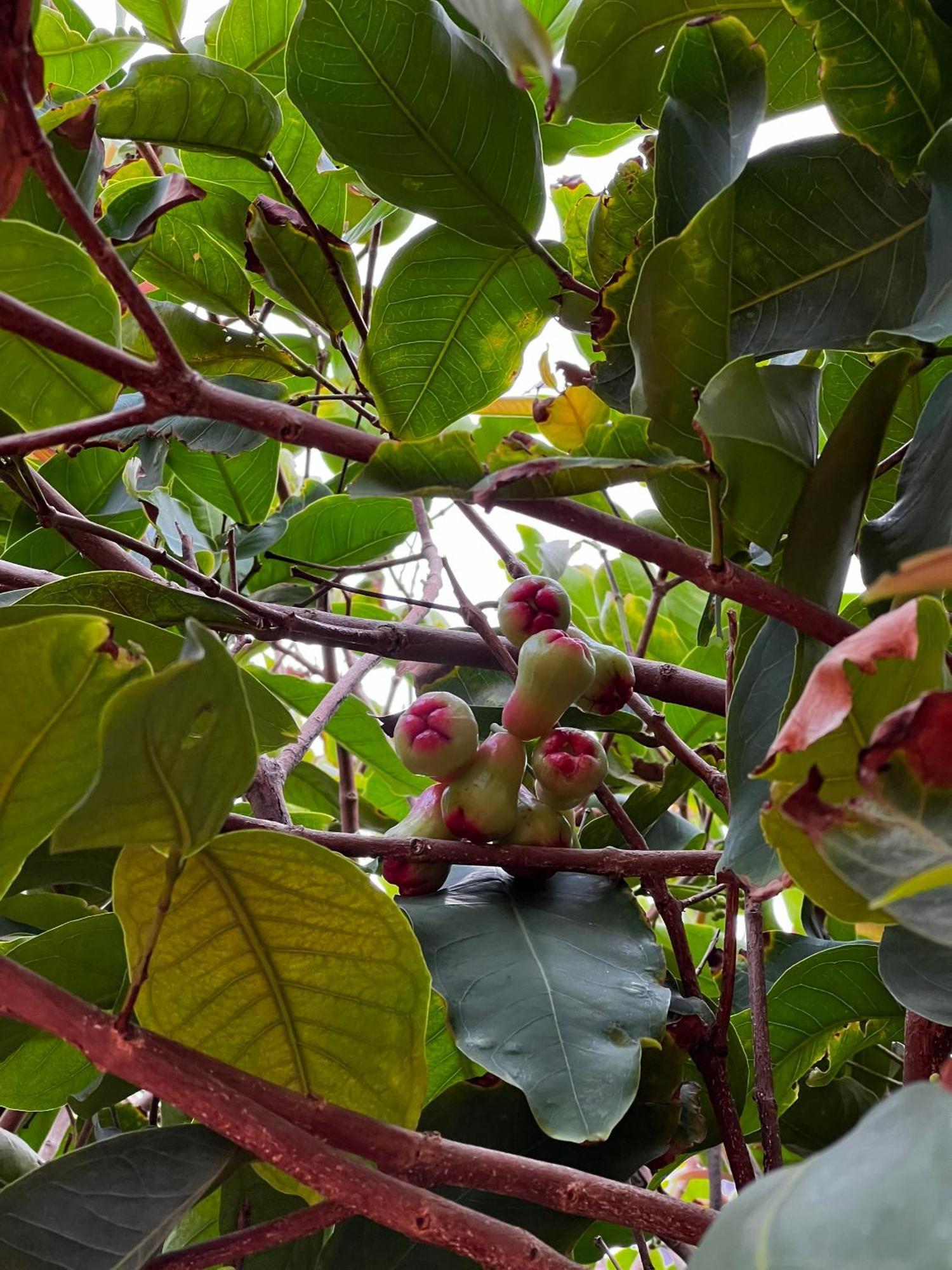 Mama Villa Cu Lao Thu Exteriör bild